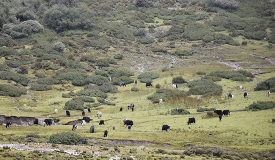अपाङ्गताले छेकेन सरकारी सेवा प्रवेश गर्ने दुर्गाको लक्ष्यलाई