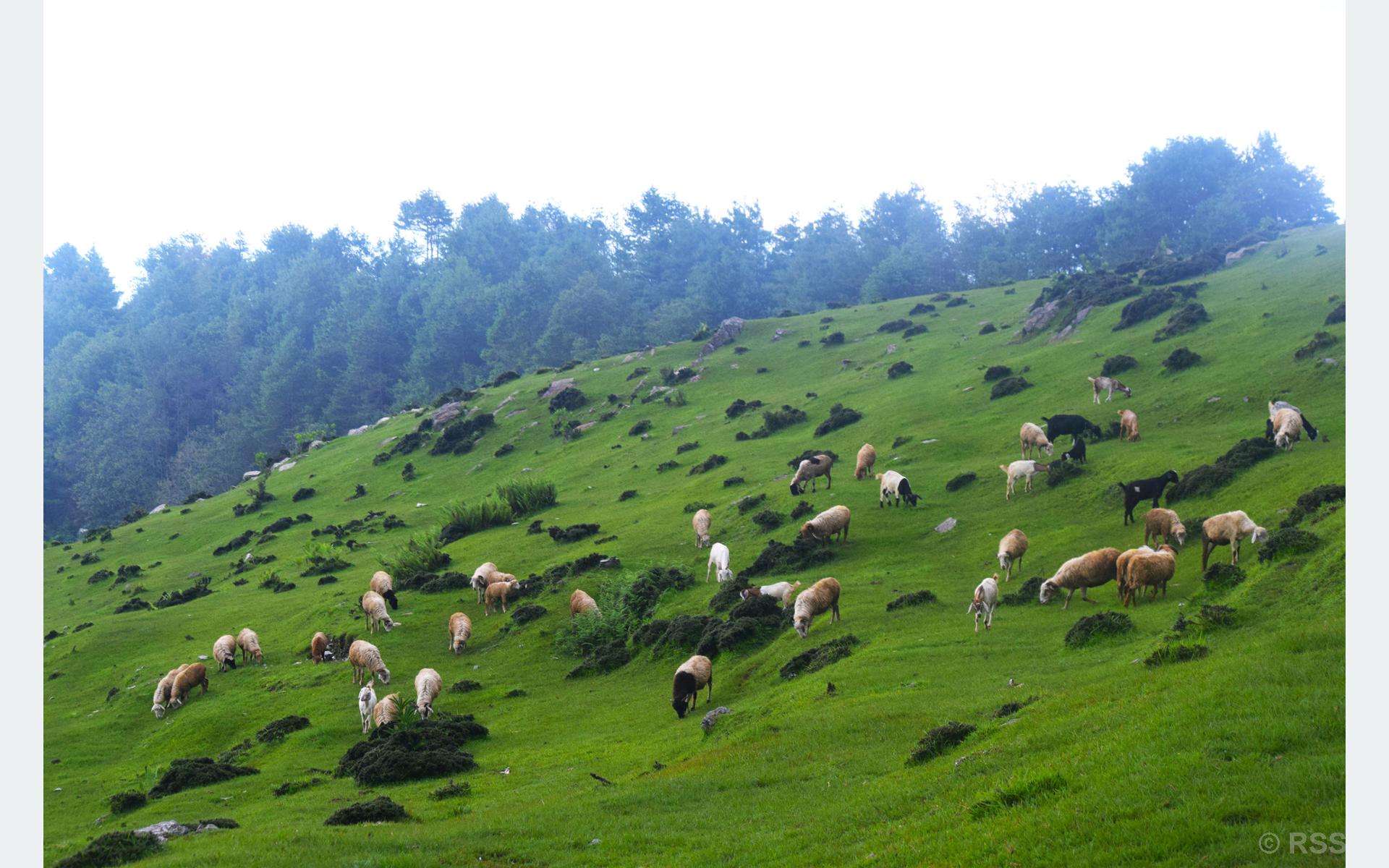 चर्दै गरेका भेडा