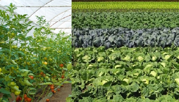 बगरको तरकारी उत्पादनबाट मनग्य आम्दानी