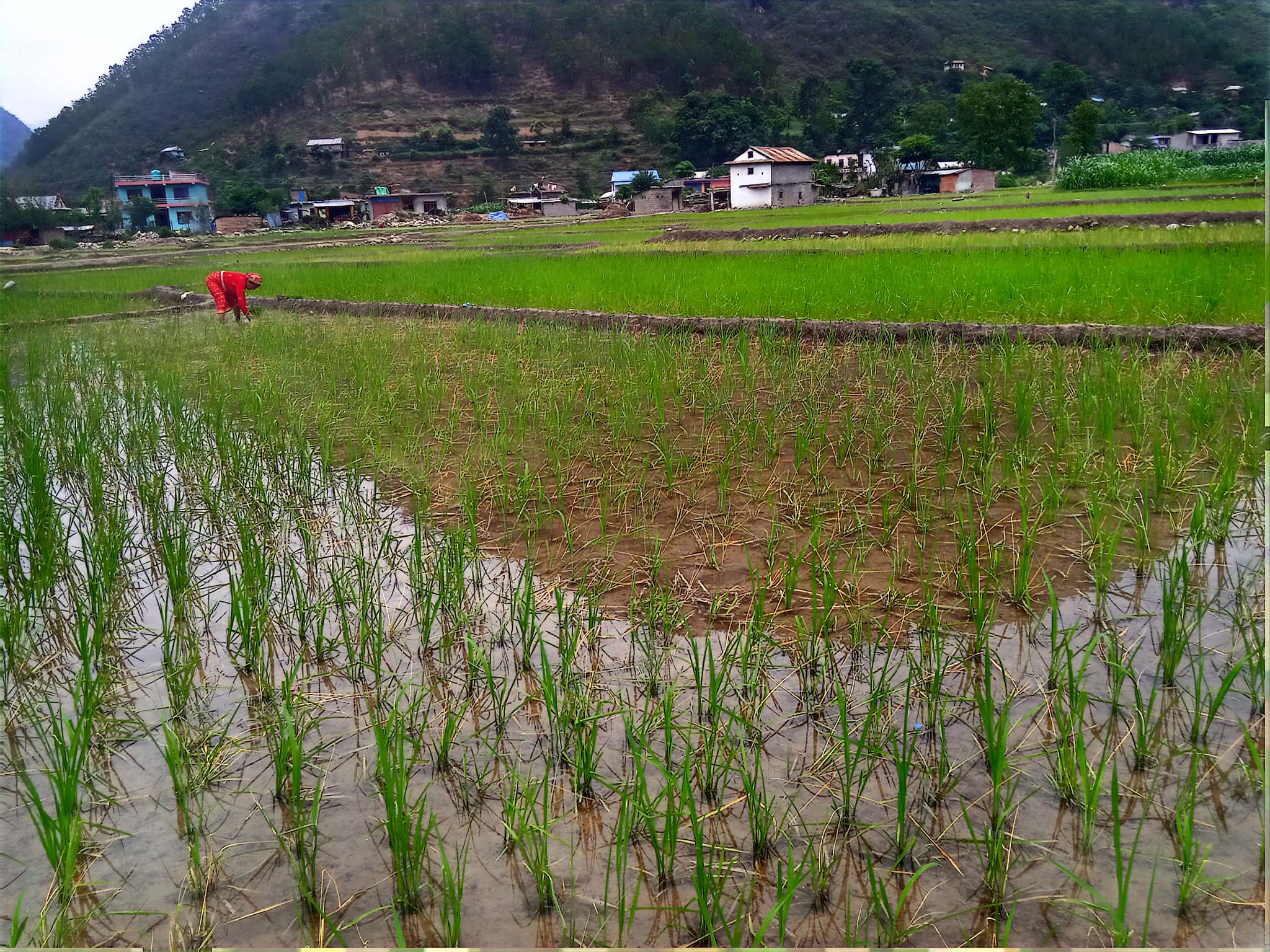 धानमा फेद कुहिने रोग