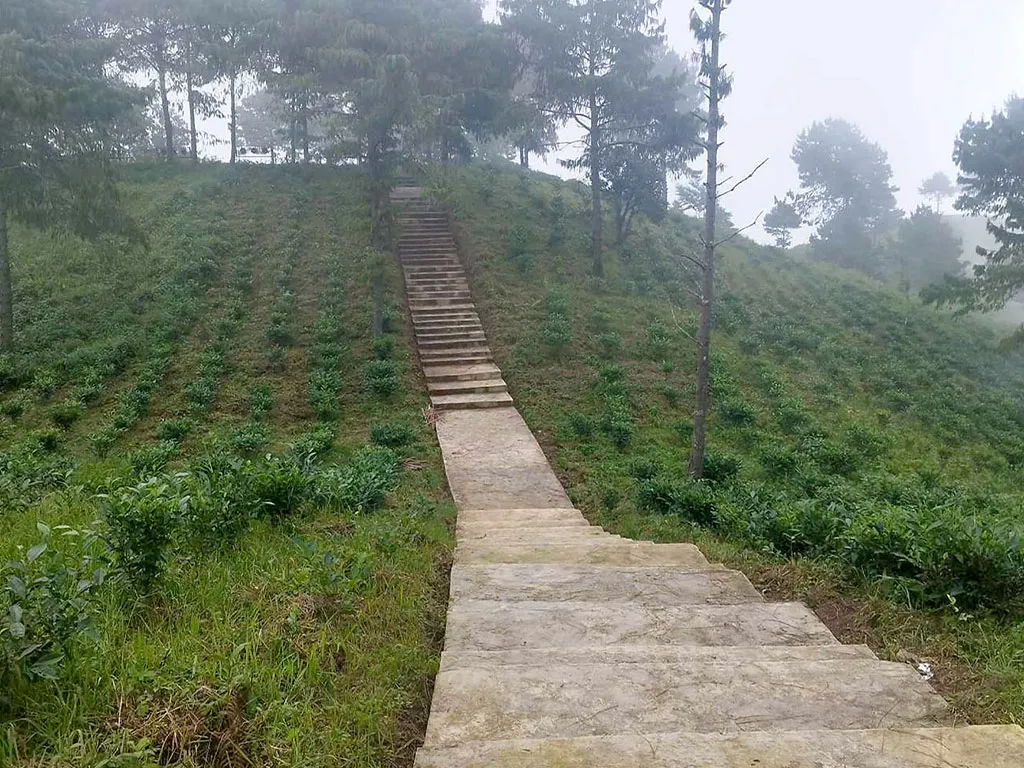 भोजपुरको आमचोकको १४ सय रोपनीमा चियाखेती