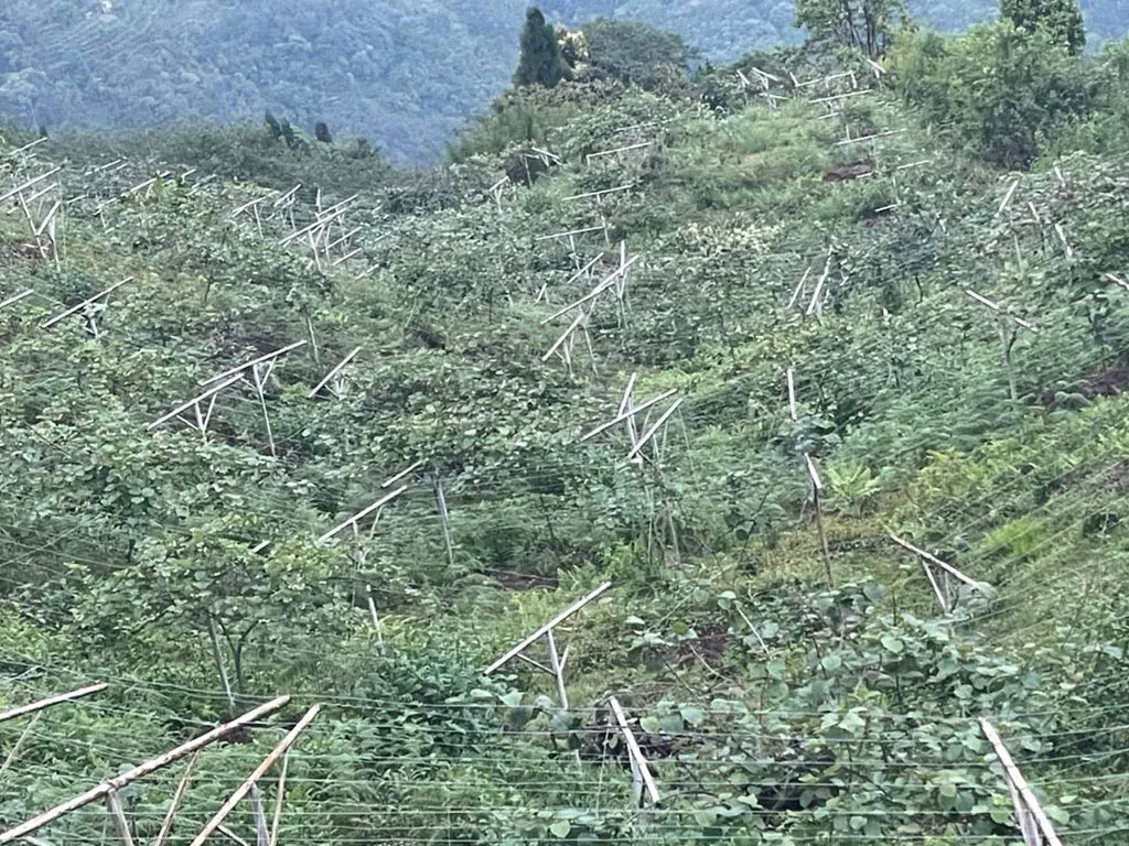 राजनीतिकर्मीको कृषिमोह : तीन सय रोपनीमा किवी र लोठसल्लाखेती