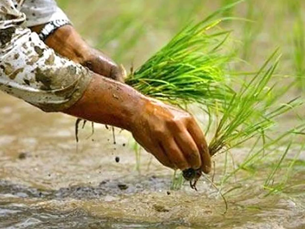 पर्सामा ९० प्रतिशत रोपाइँ सकियो