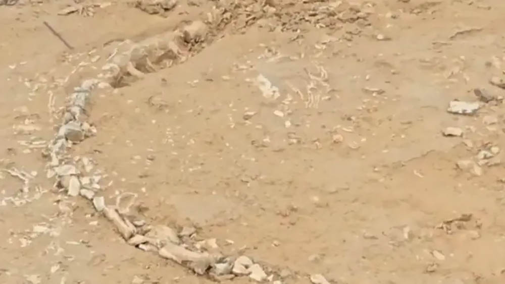 भारतको राजस्थानमा भेटियो २० करोड वर्ष पुरानो गोहीको जीवाश्म