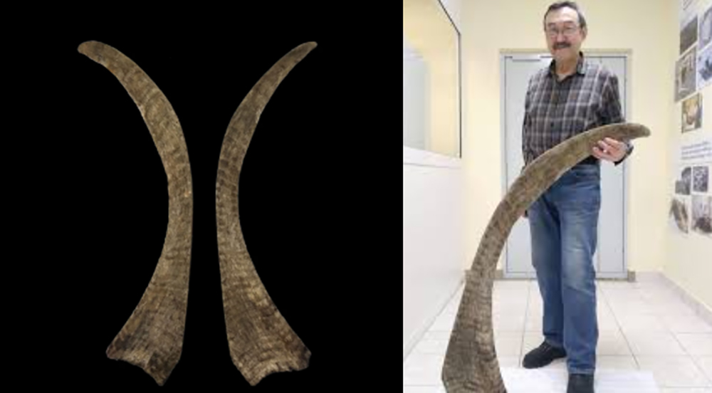 साइबेरियाको बरफमा भेटियो विश्वको सबैभन्दा लामो ऊनी गैंडाको अवशेष