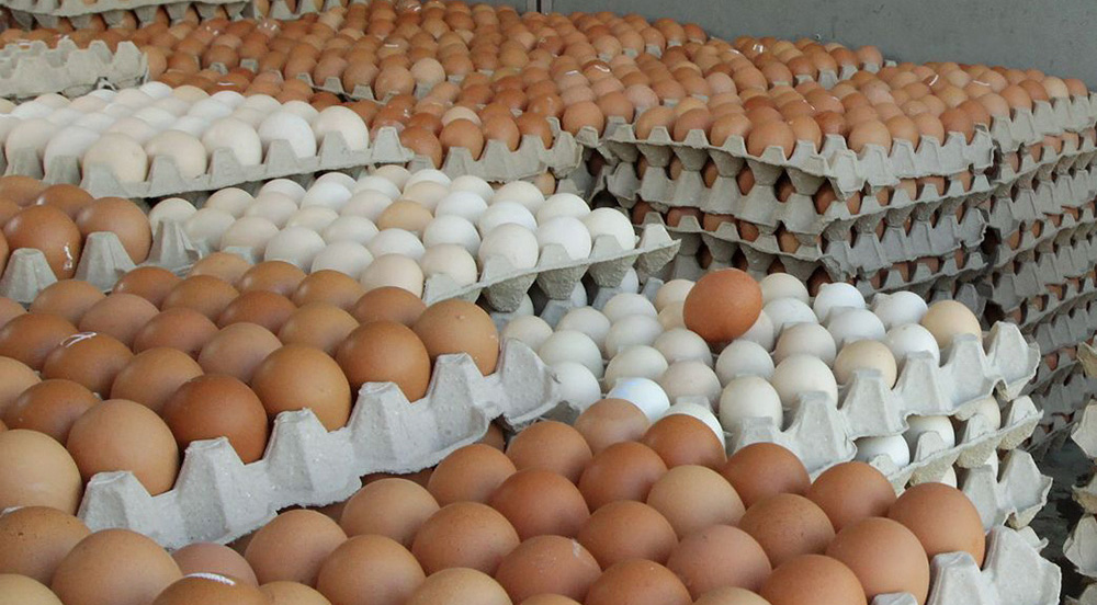 बढ्यो अण्डाको मुल्य